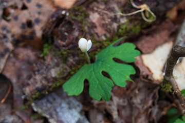 Leaves of Bloodroot  clasping the flower stem close-up