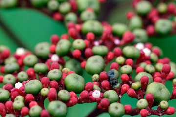 Green fruit and red small flower bud