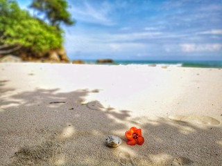 Closeup with a blooming red flower and tiny rock on the beach.