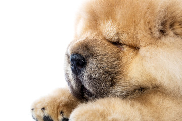 fluffy chow-chow puppy(40 day)