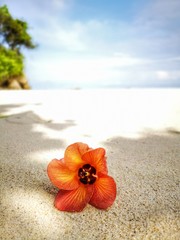 Closeup a flower and tiny rock on the beach.