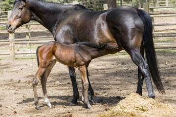 Colt and feeding time with mother.