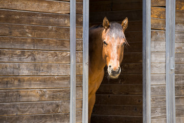 Portrait of horse in barn door.