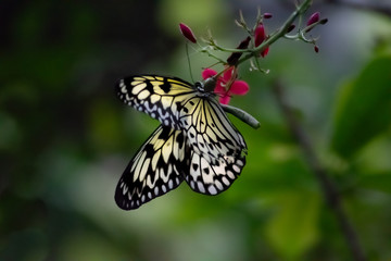 Yellow monarch Butterfly in Spring hanging on branch with pink flowers