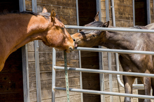 Two horses interact with each other.