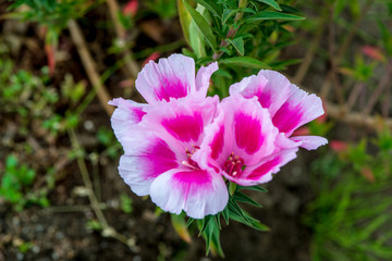 風土記の丘の初夏の花