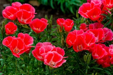 風土記の丘の初夏の花