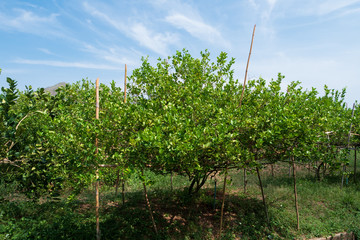 Fototapeta na wymiar Fresh and nature lemon tree against mountain and blue sky