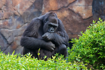 Fototapeta premium Gorilla holding gorilla baby