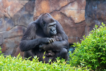Gorilla holding gorilla baby