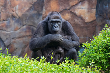 Gorilla holding gorilla baby