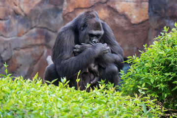 Gorilla holding gorilla baby