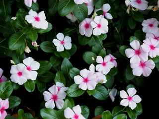 Naklejka premium Catharanthus roseus or Madagascar periwinkle flower