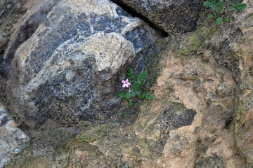 single flower growing with tree