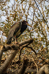 Abdim's stork sitting on tree branch