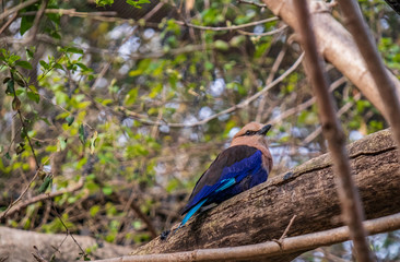 Blue-bellied roller sitting on a tree branch
