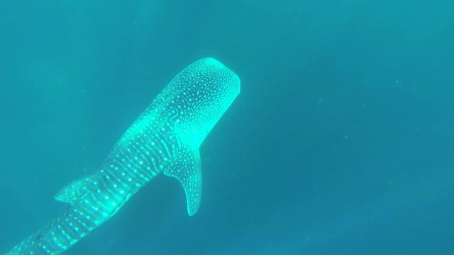 Whale shark swimming in blue water, Isla canal Afuera, Panama