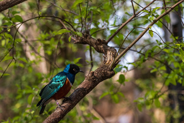 Superb Starling close-up