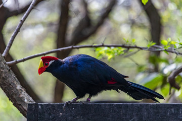 Violet Turaco sitting on tree branch looking down