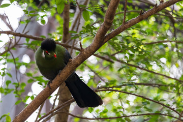 Turaco sitting on tree branch looking down
