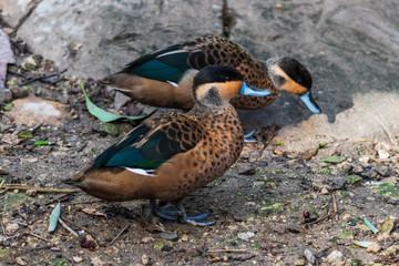 Hottentot teal ducks close-up