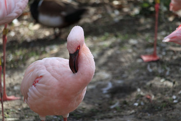 Lesser Flamingo head close-up