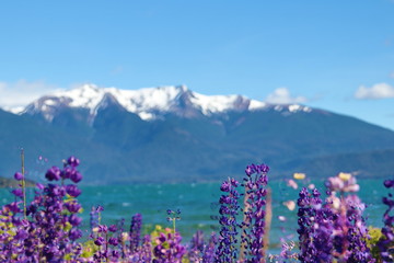 Fototapeta premium Patagonia landscape argentina
