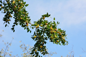 Fototapeta na wymiar 果実をつけたナツメの木