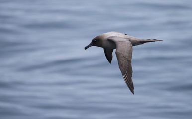 Fototapeta na wymiar Light-mantled albatross