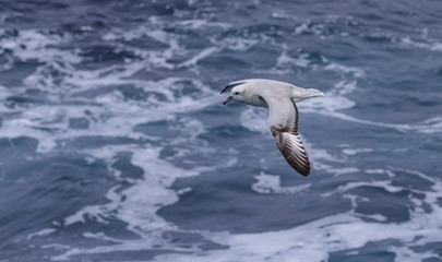 Antarctic fulmar