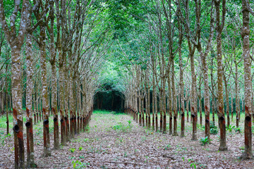rubber tree in rubber tree plantation