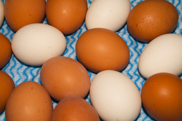 chicken eggs on a towel