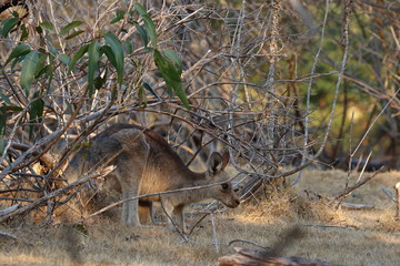 wallaby