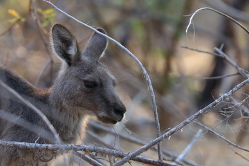 wallaby