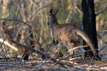 wallaby