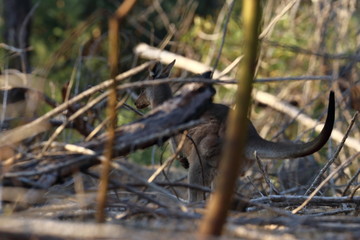 wallaby