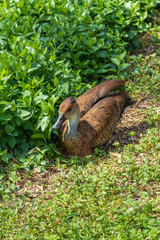 Brown duck head close-up
