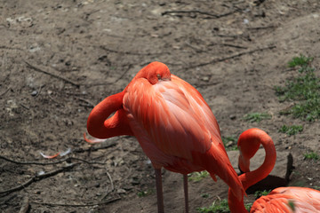 Lesser flamingo close-up