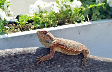 トカゲ、フトアゴヒゲトカゲ、オーストラリア、ペット、エキゾチックアニマル、
