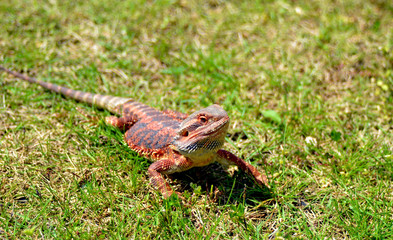 トカゲ、フトアゴヒゲトカゲ、オーストラリア、ペット、エキゾチックアニマル、