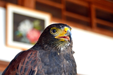 タカ、ワシ、ホーク、鳥、猛禽類、かっこいい、動物、動物園、ハリスホーク、強い、危険、ペット、ハンター、肉食動物、鳥