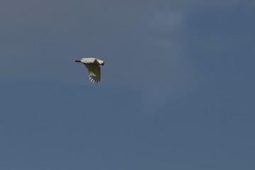 sulphur crested cockatoo