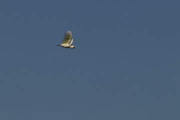 sulphur crested cockatoo