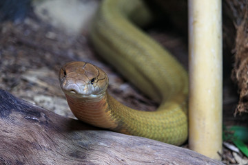 Green snake slithering through tree stump