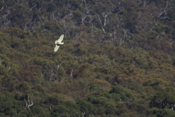 sulphur crested cockatoo