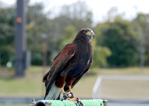 タカ ワシ ホーク 鳥 猛禽類 かっこいい 動物 動物園 ハリスホーク 強い 危険 ペット ハンター 肉食動物 鳥 Stock 写真 Adobe Stock