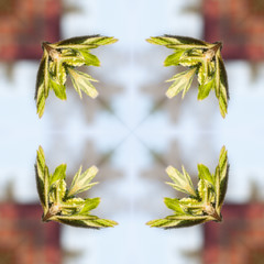 spring twigs with buds and small leaves, young shoots, macro