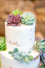 Succulent Cake
