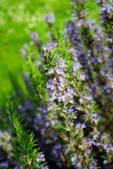 Green spikes and blue flowers of rosemary (rosmarinus officinalis)
