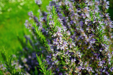 Green spikes and blue flowers of rosemary (rosmarinus officinalis)